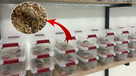 İnternette gördü! Ayda 0,5 gram üretiyor... Hepsi özel kapta, litresi 10 milyon dolar - Ekonomi