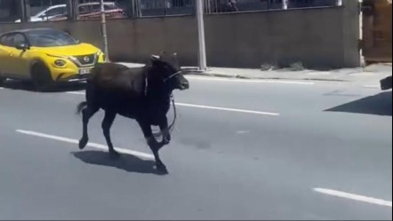 İstanbul'da Kurban Bayramı klasiği! 10 büyükbaş hayvan trafiği birbirine kattı - 3. Sayfa