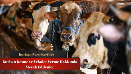 Kurban ne zaman kesilir? Kurban kesimi ve vekalet verme hakkında merak edilenler - haberler
