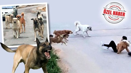 Başıboş köpekler hemen toplatılsın! AK Partili vekiller 'kesin çözüm şart' diyor - Gündem