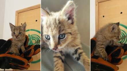 Hudut nöbetinde nadir görülen türün yavrusu bulundu: Yalnız gezer, yalnız avlanır, yalnız ölür! - Yaşam