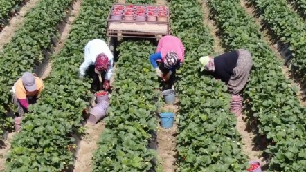 Kokusuyla mest ediyor! Hasat başladı; bahçede kilosu 80, tezgahta 120 lira - Ekonomi