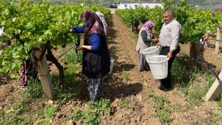 Masrafı yok! Yaprağı meyvesinden daha fazla kazandırıyor, kilosu 200 TL - Ekonomi
