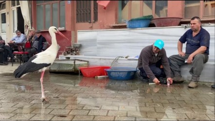 Yaren leyleğin arkadaşı Bilal Leylek baba oldu - Yaşam
