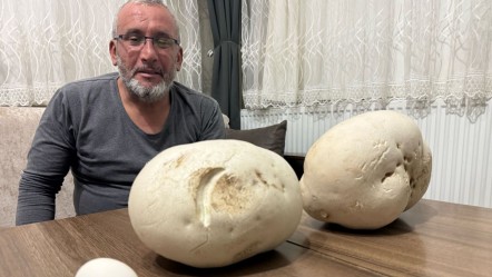 Böylesini ilk kez gördü! Yürüyüş yaparken buldu, hemen koparıp eve götürdü - Yaşam