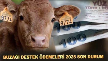 Buzağı desteklemeleri ne zaman yatacak? 2. dönem buzağı desteği başvuru tarihi gündeme geldi - Haberler