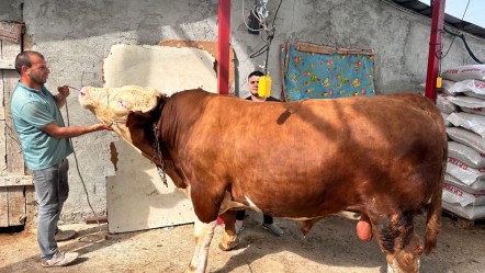 Kentin en büyük kurbanlığı! 1 ton 200 kiloluk "Paşa" için araba parası isteniyor - Ekonomi