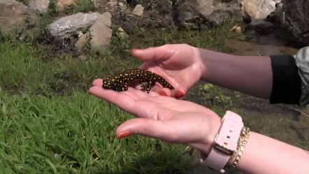 Nesli tükenme tehlikesi altında! Siirt'te görüldü - Yaşam