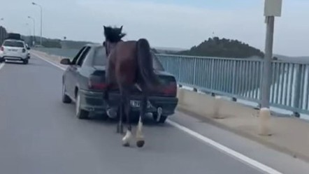 Skandal görüntü! Atı arabaya bağlayarak götürdü... Cezadan kaçamadı - 3. Sayfa