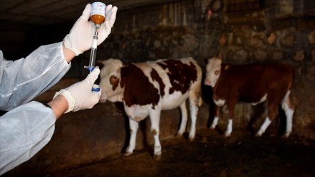 Hakkari'de korkutan haber! Bölgede hayvan hareketleri durduruldu - Gündem