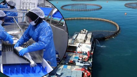 Türkiye'ye yıllık 500 milyon dolar kazandırdı! İhracatın göz bebeğinde hasat başladı - Ekonomi