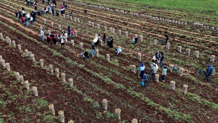 Büyük boy 24, orta boy 16, küçük boy 8 lira... Tarlada hasadı başladı! Mutfakların vazgeçilmesi cep yakacak - Ekonomi