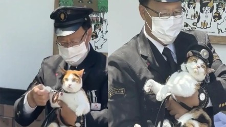 Dünyada bir ilk! Japonya'da üç kedi özel törenle tren kondüktörü oldu - Dünya