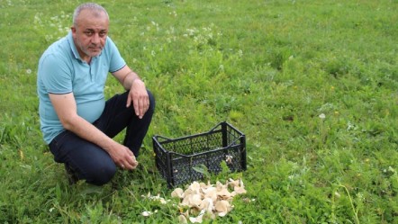 Doğadan bunları toplayanlar dikkat! Başınıza gelmeyen kalmayabilir... - Gündem