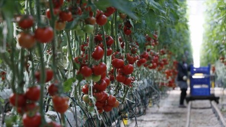 Kısa sürede 1 milyar dolarlık ihracat! Satış rekorunu o ürün kırdı - Ekonomi