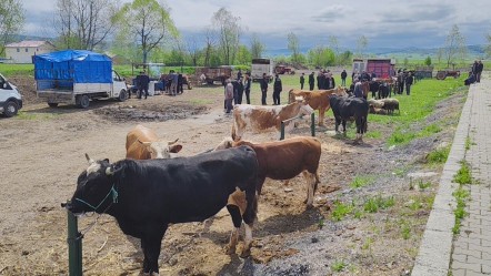 Kurban kesecekler dikkat! Büyükbaş hayvanlar pazara indi, işte başlangıç fiyatı - Ekonomi