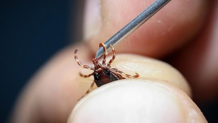 Sivas'ta kene can aldı! 8 hastadan 1'i hayatını kaybetti - Yaşam