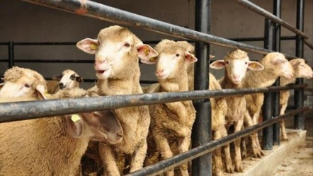 Tarım ve Orman Bakanlığı'ndan Kurban Bayramı'na özel tedbirler - Gündem