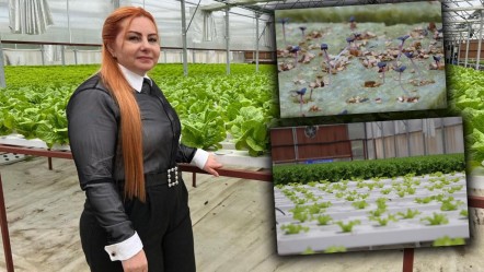 Vatandaş daha ucuza daha kalitelisini yiyecek! ABD'de gördüğü sistemi memleketi Trabzon'a getirdi - Ekonomi