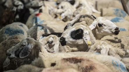 Kurban Bayramı öncesi açıklama geldi: Kurbanlık arzında sıkıntı beklenmiyor - Gündem