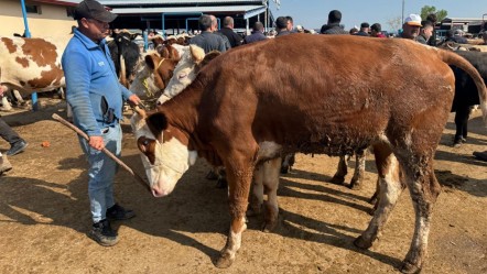 Kurbanlıklar ne kadar? İşte büyükbaş ve küçükbaş hayvan fiyatları - Ekonomi