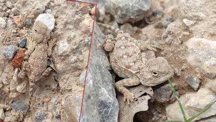 Taştan kayadan ayırt edilemiyor.. Nadir görülen 'Bozkır Keleri' uzun zaman sonra ilk defa net görüntülendi - Yaşam