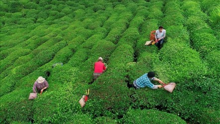 1 kilo yaş çayın fiyatı ne kadar, kaç TL 2025? Yaş çay destekleme parası - Haberler