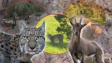 Afrika değil Gümüşhane! Hayvanlar yola indi, neye uğradığını şaşırdı - Yaşam