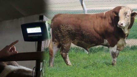 Bir ton 250 kilogramlık kurbanlık: 'Tosun' için istenen para dudak uçuklattı - Gündem