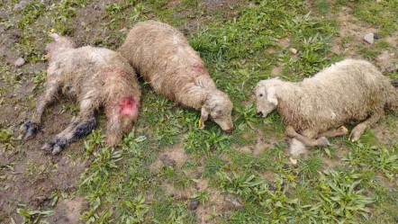 Erzincan'da kurt saldırısı: 15 kuzu telef oldu, 15'i yaralandı - Yaşam