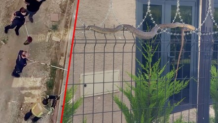 Jiletli tellere dolanmış, tam 1,5 metre boyunda! Görenler hemen telefona sarıldı - Yaşam