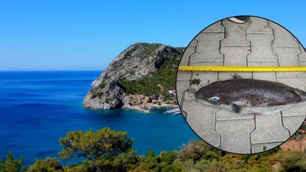 Ege Denizi'nde yakalandı, insanlar için ciddi risk oluşturuyor! Rekor boyutta ve zehirli - Haberler