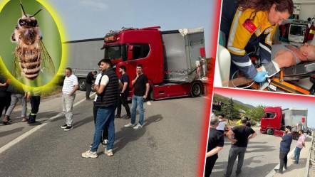 Akıllara durgunluk veren olay! Küçücük bir arı yüzlerce kişiyi mağdur etti - Yaşam