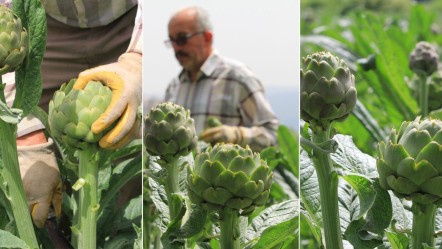 Hasanağa'da hasat başladı, İstanbullular sıraya giriyor! Fiyatı 70 TL'ye dayandı - Ekonomi