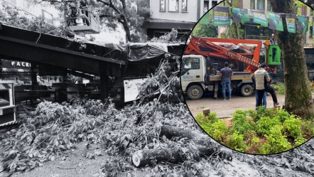 İzmit'te faciaya ramak kala! 150 yıllık ağaç kafenin üzerinde düştü: Yaralılar var - 3. Sayfa