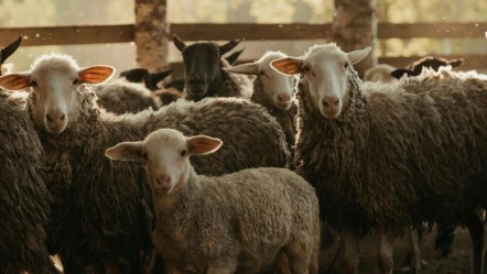 Kurban Bayramına kaç gün kaldı, 9 gün olur mu? 2025 Kurban Bayramı için resmi açıklamalar bekleniyor - Haberler