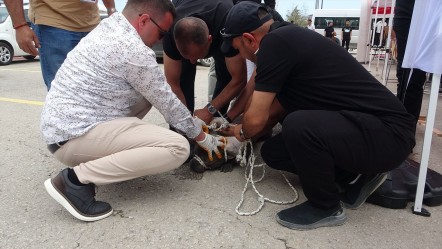 Pitbull etkinliği kana buladı! Bir kişi yaralandı, köpeği 4 kişi kontrol edemedi... - 3. Sayfa