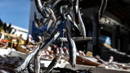 Türkiye'den 18 ülkeye satış! 4 ayda 4,7 milyon dolar kazandırdı, ilk sırada Avrupa ülkeleri var - Ekonomi