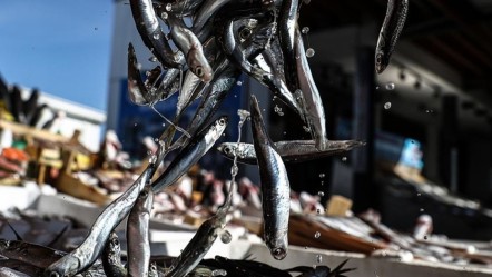 Türkiye'den 18 ülkeye satış! 4 ayda 4,7 milyon dolar kazandırdı, ilk sırada Avrupa ülkeleri var - Ekonomi