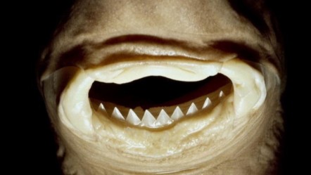 Türk yüzücüler neye uğradıklarını şaşırdı!  'Jaws' gerçek oldu, canlarını zor kurtardılar - Dünya