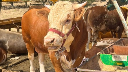 Aliağa'da kurbanlık kesim fiyatları belli oldu - Ekonomi