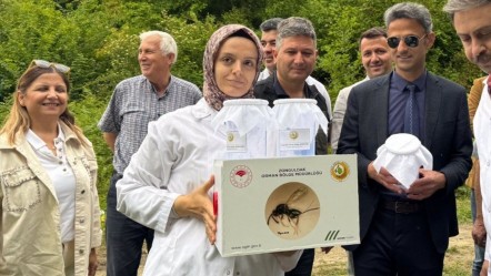 Bal değil gal arısı! Çiftçinin düşmanı için böcekli mücadele başlatıldı - Yaşam