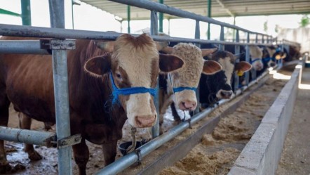 Kurban Bayramı birleşecek mi, 9 gün olacak mı? Kurban Bayramı tatili kaç gün olacak merakla takip ediliyor - Haberler