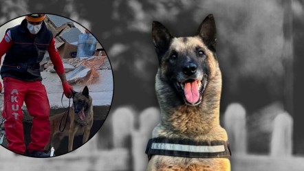 6,8 ve 6,8 büyüklüğündeki depremlerde aktif rol oynamıştı! Kahraman köpek Bob'a acı veda... - Yaşam
