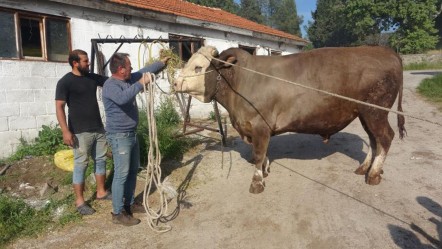 Ağırlığı bir ton 500 kilo, adı Fatih! Kurbanlık için araba parası istiyorlar - Ekonomi