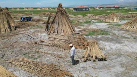 Hasat başladı! İngiltere, Hollanda gibi birçok ülkeye ihraç edilecek - Ekonomi