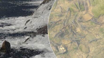 İnci kefalinin 23 kilometrelik zorlu yolculuğu!