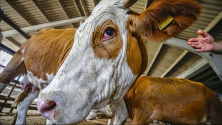 Kurban kesmek farz mı? Kurban kesmekle yükümlü olanlar - Haberler