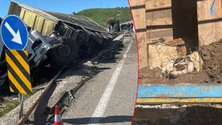Kurbanlık taşıyan tır devrildi: Onlarca küçükbaş telef oldu - Gündem