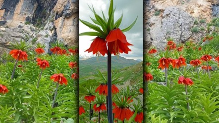 Saksıya koyarım diye sakın koparmayın! 557 bin TL cezası var - Yaşam